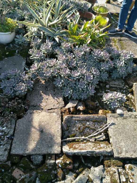 花了330元买了个10年老桩，带回家种了3箩筐，太爽了！