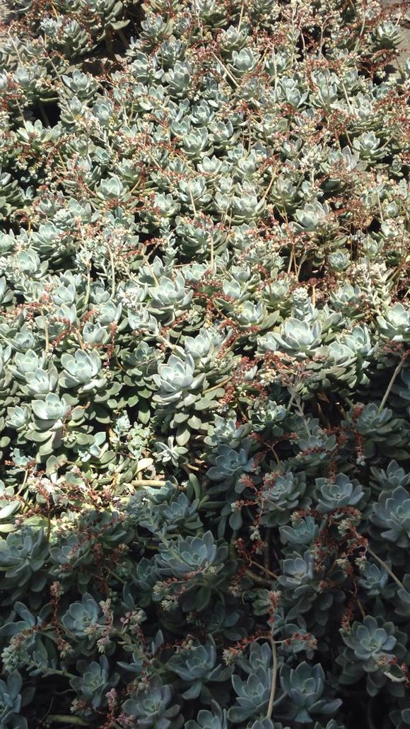 花了330元买了个10年老桩，带回家种了3箩筐，太爽了！