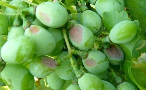 葡萄虫害防治最好方法,葡萄蓟马虫害的防治方法