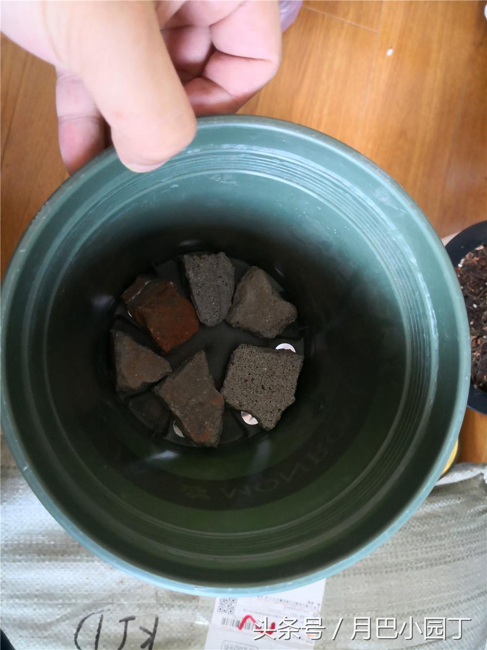 君子兰换盆用什么办法成活快点,这个季节要怎么给君子兰换盆