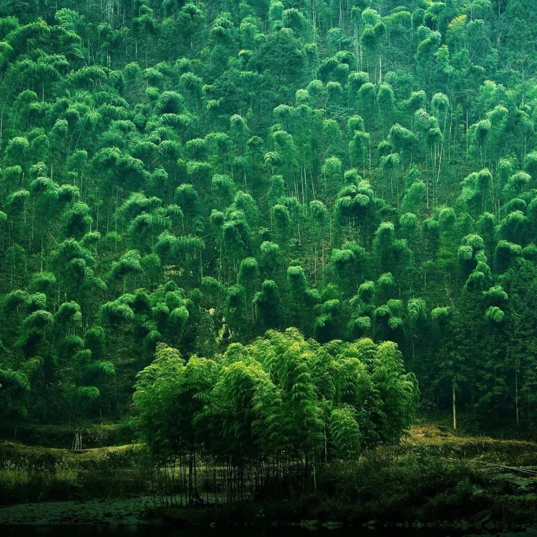 一去梵净，便懂了最美中国风
