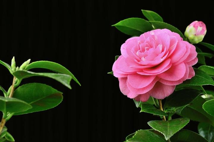 美丽好看的茶花图片,绝美茶花