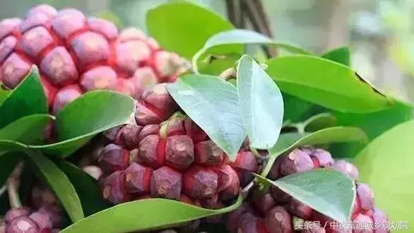 目前什么水果利润空间比较高,目前最有潜力挣钱的水果