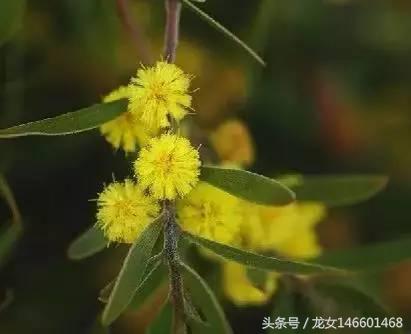 世界各国的国花视频,各国国花及花语列表