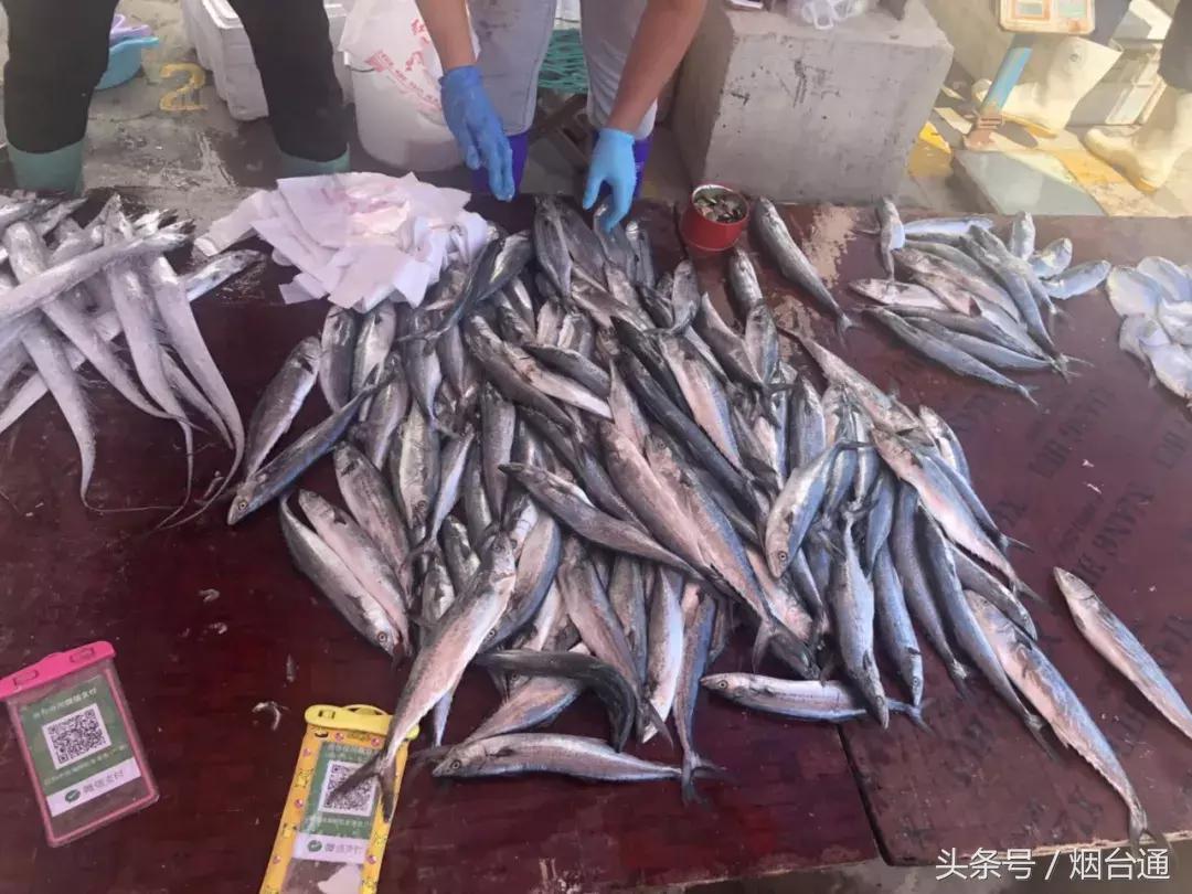 烟台开海现场直播视频,开海现场视频直播