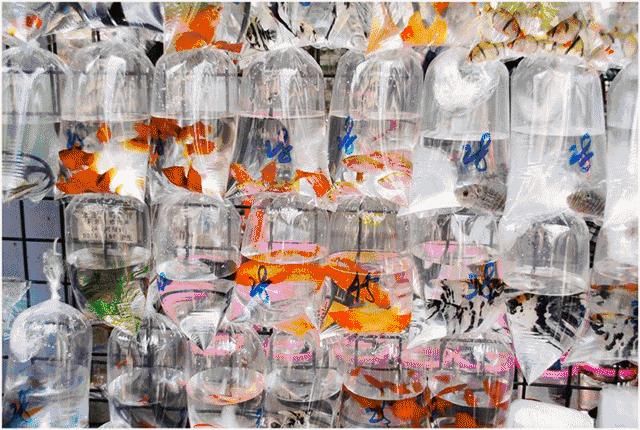 票价265元起!福建到香港动车9月10日起售票!逛吃攻略了解一下