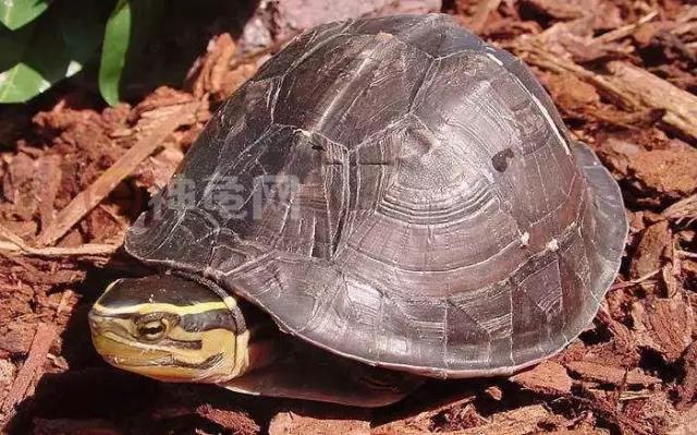 安布闭壳龟腐皮和褪皮的区别,安布闭壳龟和黄缘闭壳龟区别