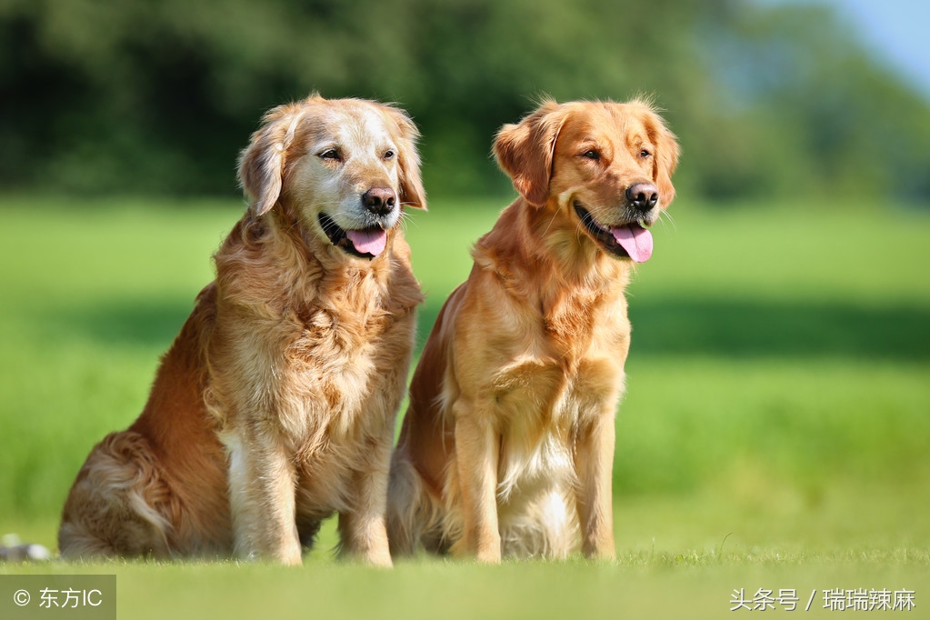 金毛狗狗掉毛怎么处理？金毛狗掉毛解决措施