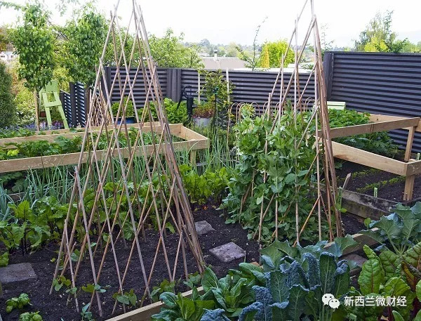 移民新西兰后悔的真实感受,新西兰移民后的生活状况