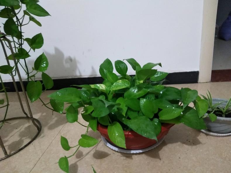 水培绿萝怎么养才能爆盆,水培绿萝怎么移植到盆里