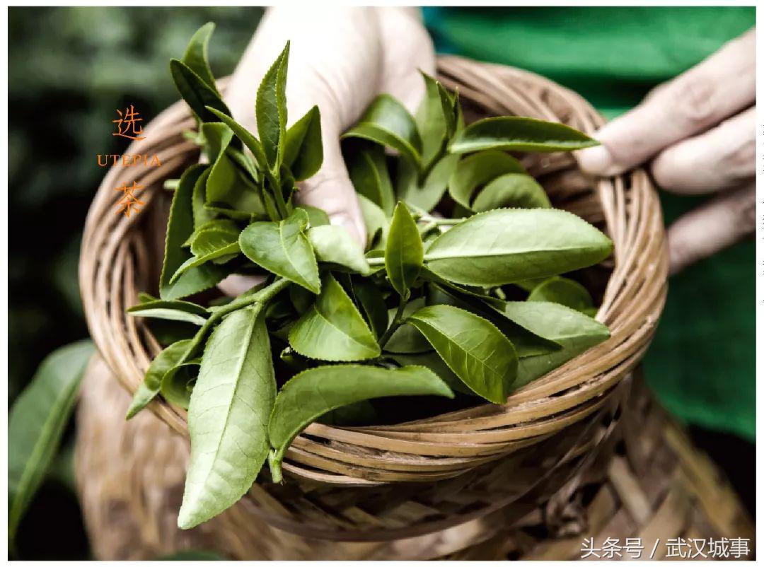 一杯茶饮的理想主义——乌茶邦