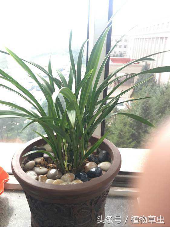 兰花上盆后必须有退草的现象吗,刚种下不久的兰花出现黄叶怎么办