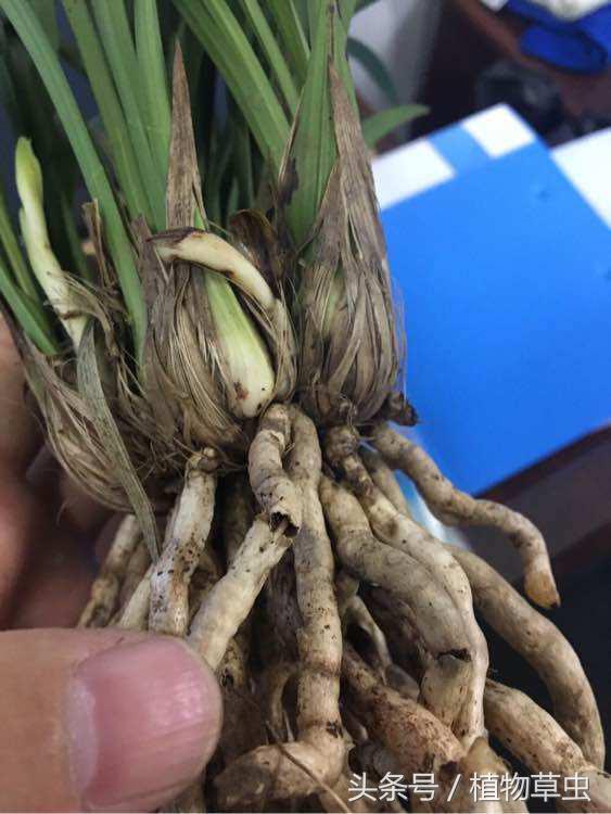 兰花上盆后必须有退草的现象吗,刚种下不久的兰花出现黄叶怎么办