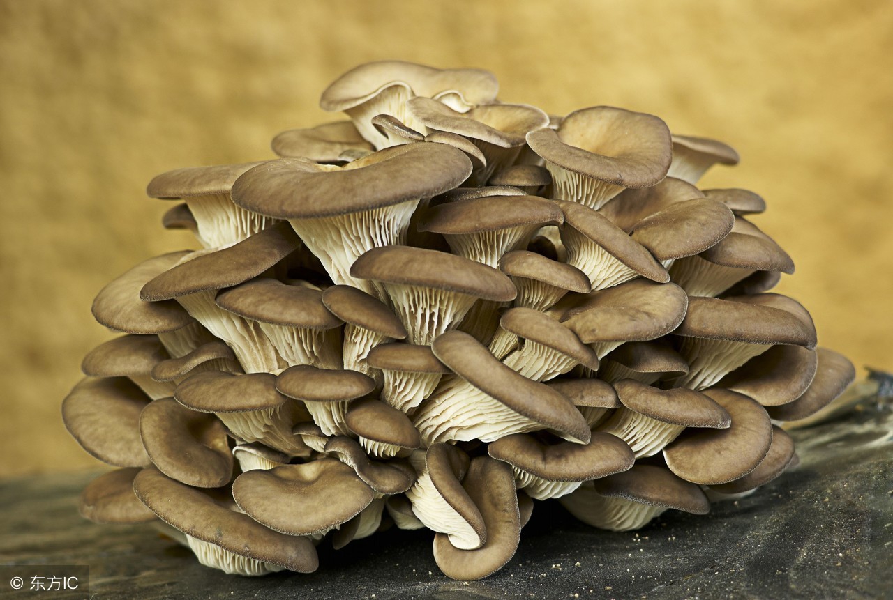 阳台种蘑菇有什么危害,阳台蘑菇养殖方法