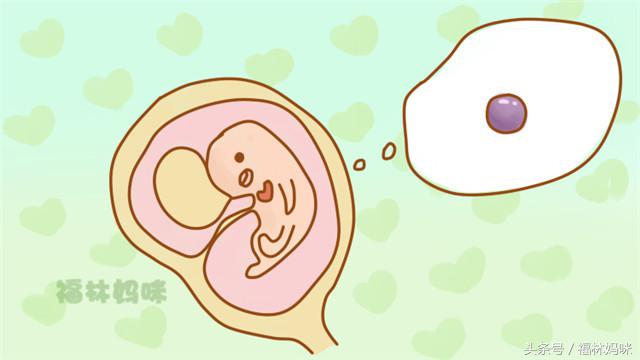 孕期各阶段胎儿发育水果图,胎儿大小与水果对照图1-10月