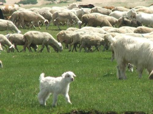 锡林郭勒羊肉多少钱一斤,锡林郭勒羊肉logo