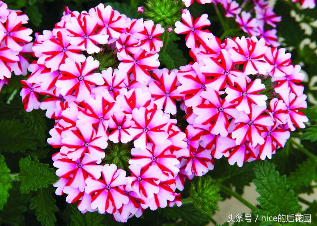 美女樱认不得？只怪它衣服太多