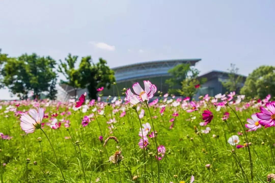 南京仙林还有新楼盘吗,仙林十大高档楼盘