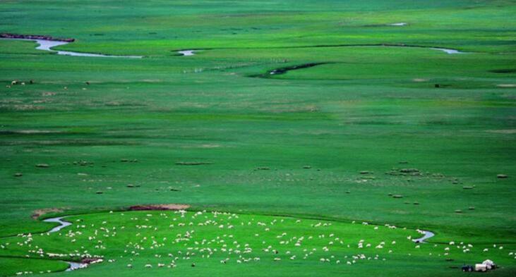 内蒙古地理标志羊肉,呼和浩特市锡林郭勒羊肉地址