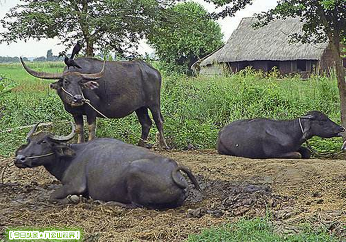 读书时老师给的外号 (读书的那类人怎么称呼)