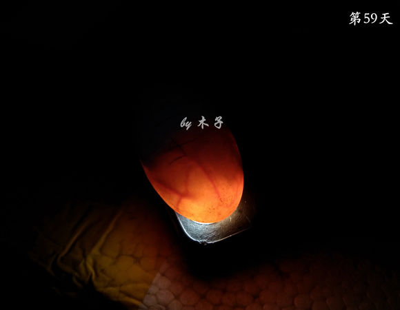 草龟繁殖经验分享孵蛋40天破壳,草龟养殖日记从幼苗开始