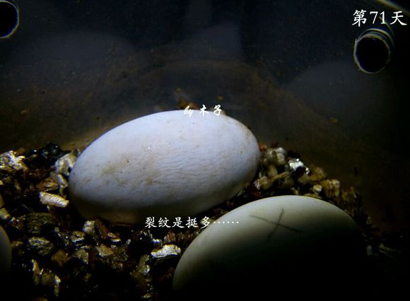 草龟繁殖经验分享孵蛋40天破壳,草龟养殖日记从幼苗开始