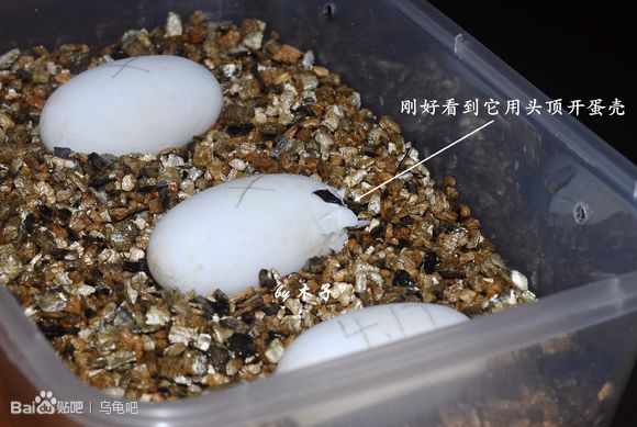 自己养的草龟怎么孵化草龟蛋,自家养的草龟如何产蛋