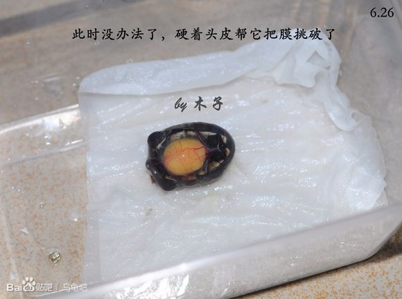 自己养的草龟怎么孵化草龟蛋,自家养的草龟如何产蛋