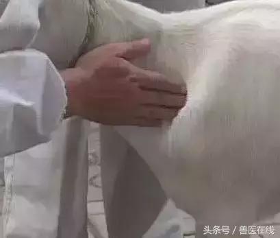 看图羊病,看图学经络