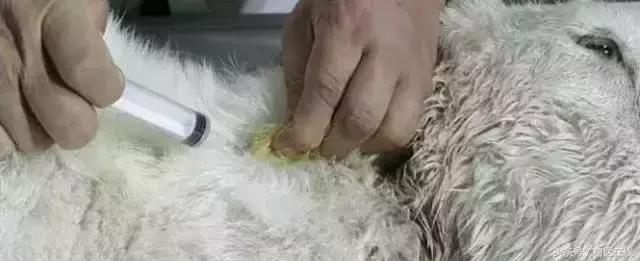 看图羊病,看图学经络