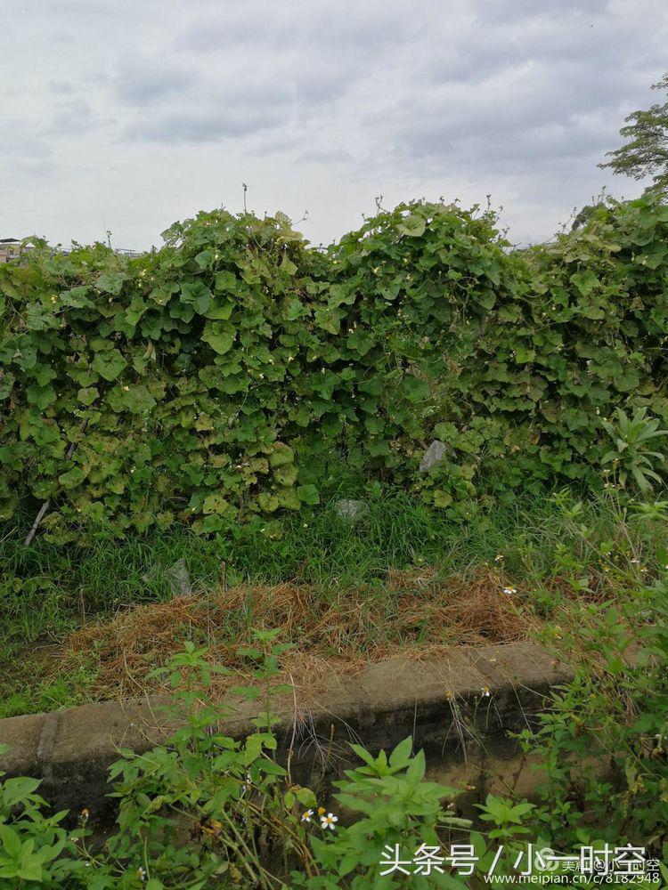 故人具鸡黍邀我至田家邀的意思,故人具鸡黍邀我至田家什么意思
