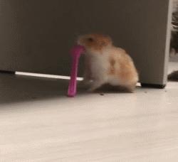 仓鼠金丝熊有多可爱,金丝熊胖胖的样子