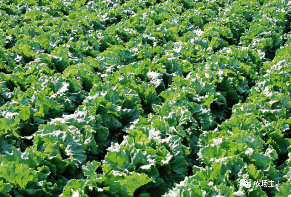 成为农业大户的条件,中国农场主的要求