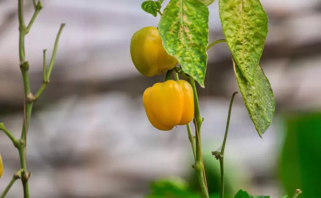 高端农业的商业模式,高档农业创业项目