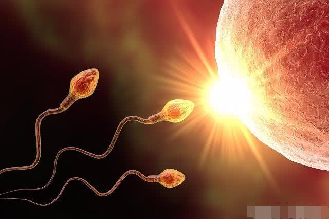 小蝌蚪进入母体会活多久,小蝌蚪进入母体会肚子疼吗