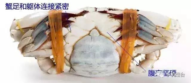 开海了！抖音上的小姐姐，来烟台吧！海鲜管够……