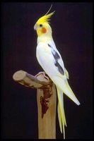 鹦鹉中暑会拉黄水吗,鹦鹉中暑怎么解决