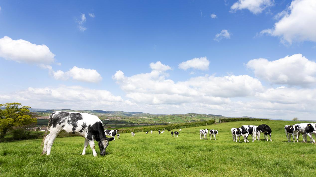 奶粉cpb是什么,奶粉里的cpb重要吗