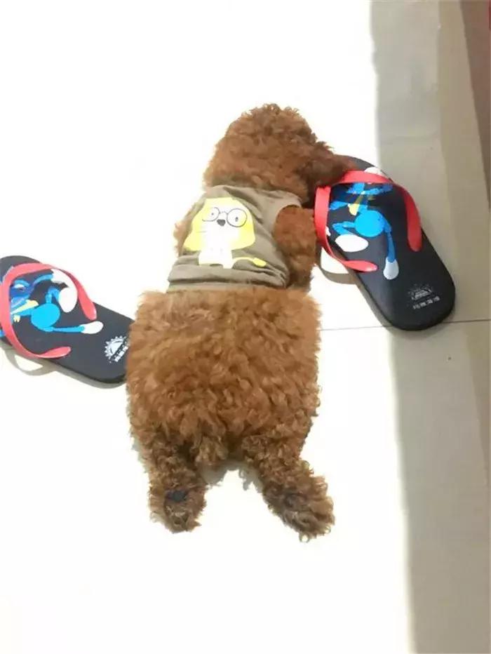 泰迪老是欺负其他狗怎么办,泰迪狗很凶要人怎么教育他