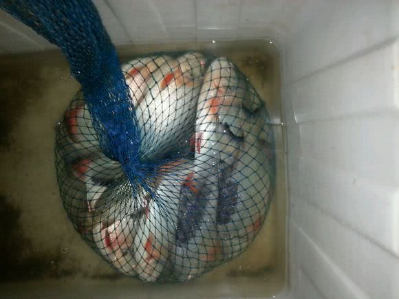 这白鲳鱼6元一斤,随便钓,有牙齿,非常凶猛,溜鱼特别爽