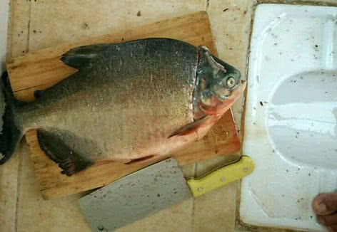 这白鲳鱼6元一斤,随便钓,有牙齿,非常凶猛,溜鱼特别爽