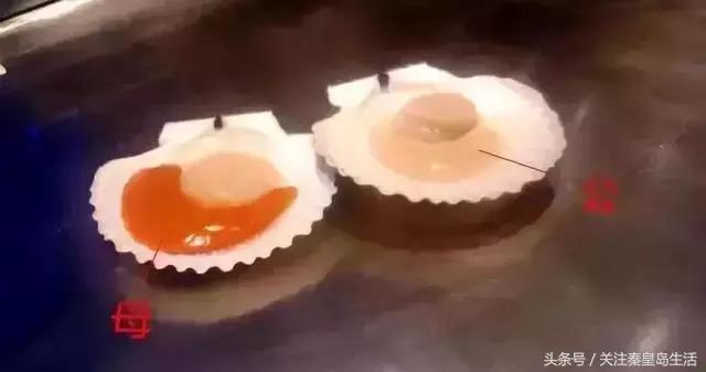 开海后的生猛海鲜已抵达秦皇岛,秦皇岛开海前的海鲜