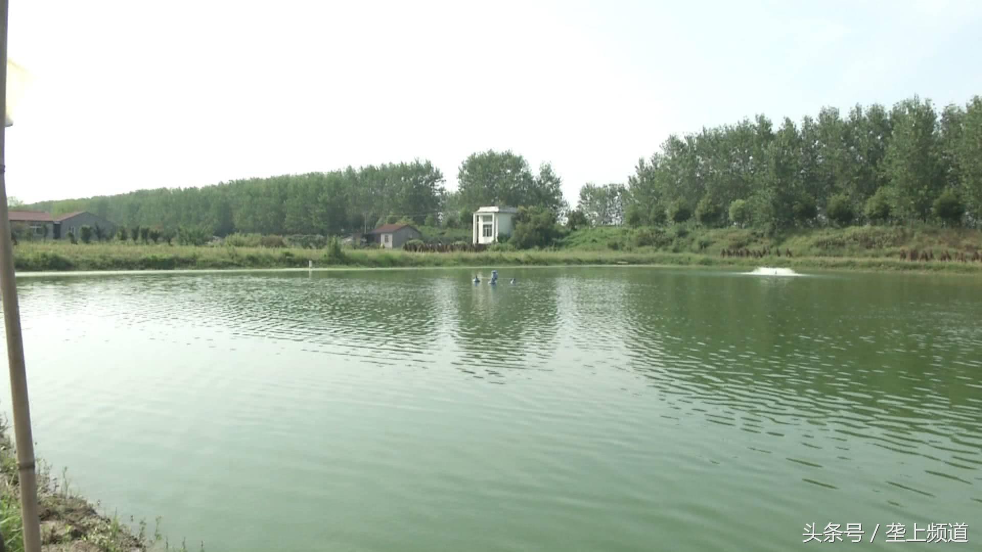 南美白对虾肤白貌美大长“腿”，父亲管养，女儿管卖！快来尝鲜！