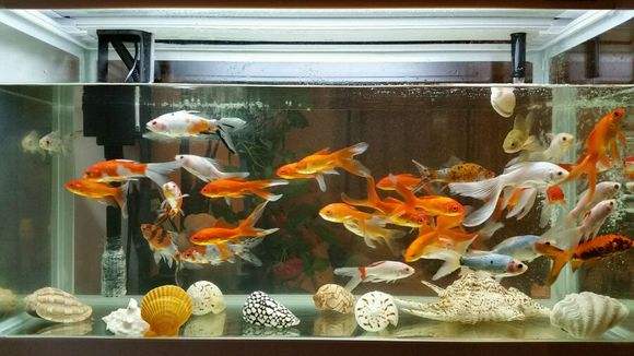 地摊上买的鱼能养活嘛,地摊卖鱼怎么养鱼