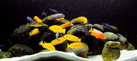 观赏鱼到家几天可以喂食,观赏鱼停食三天拉黄色气泡便