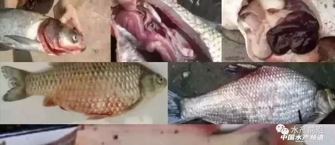 败血症名医,如何治愈败血症