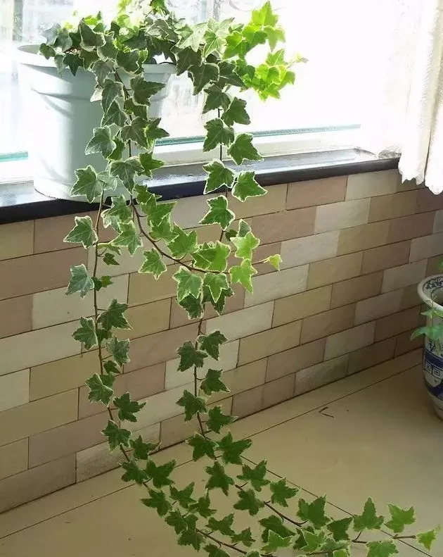 植物窗帘图案,植物窗帘效果图大全