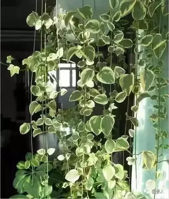 植物窗帘图案,植物窗帘效果图大全