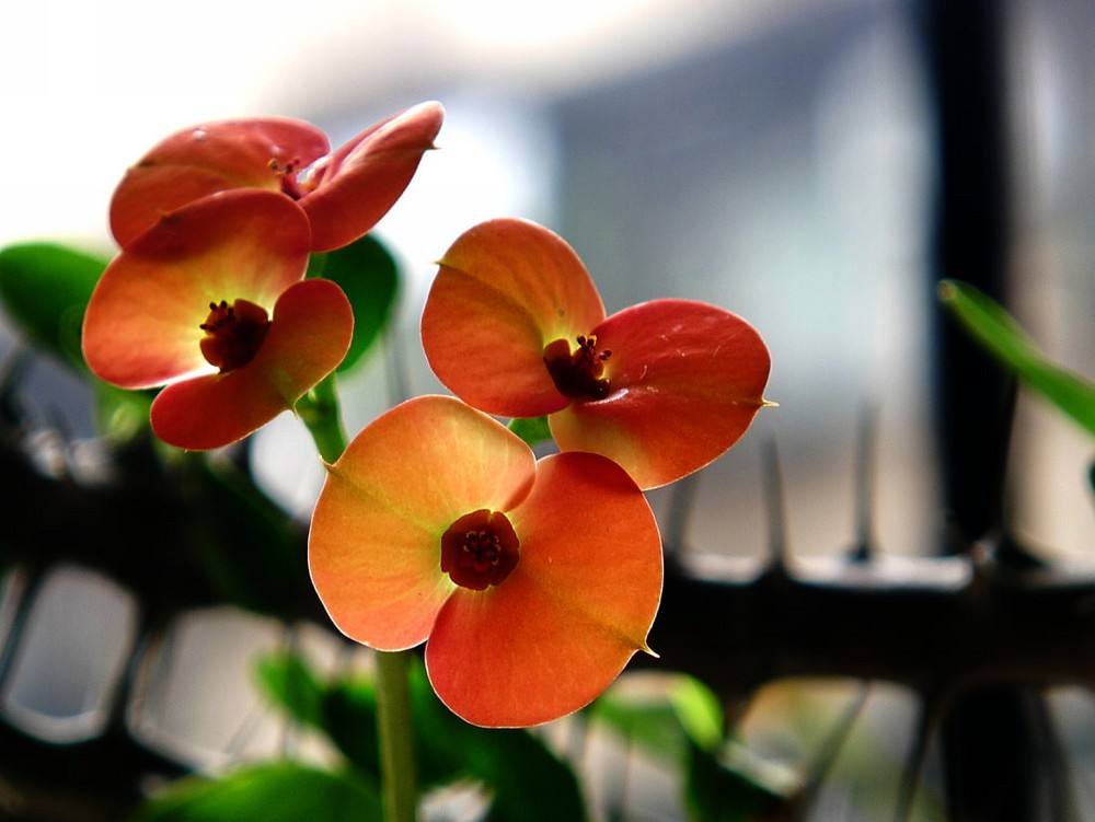 家庭盆栽花卉虎刺梅,虎刺梅盆栽开花