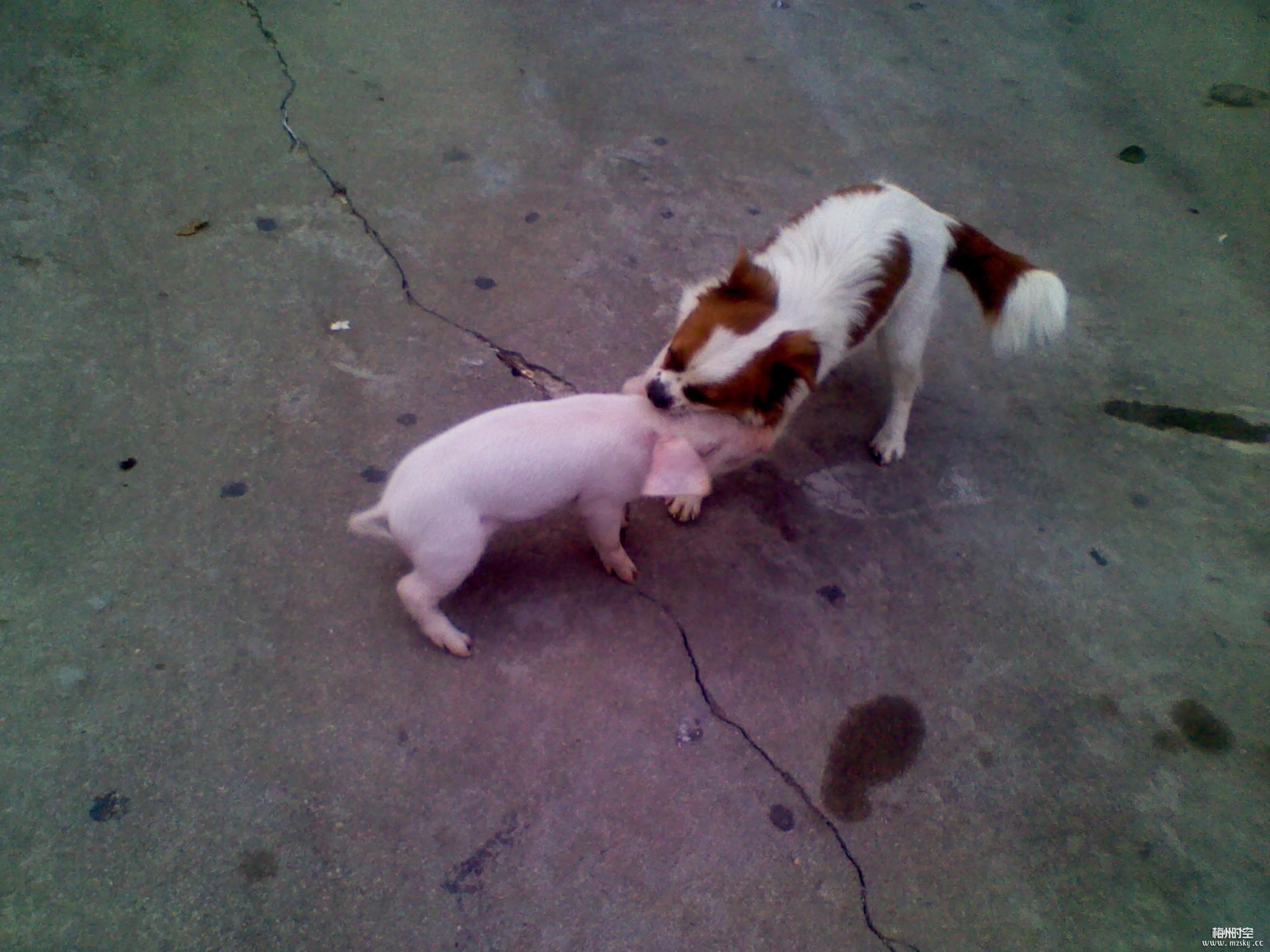 外网热议lpl季后赛rng,国外热议lpl2020夏季赛决赛